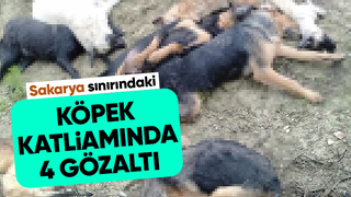 Köpek katliamında yeni gelişme