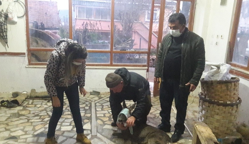 Köpek saldırısına uğrayan karaca tedavi altına alındı
