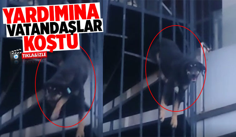 Köpek yangın merdiveninde sıkıştı