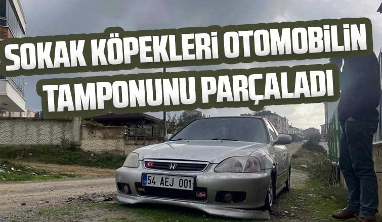 Köpekler otomobilinin tamponunu parçaladı
