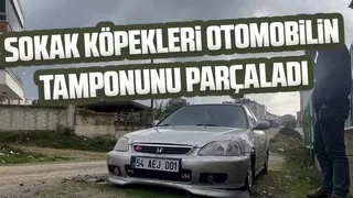 Köpekler otomobilinin tamponunu parçaladı