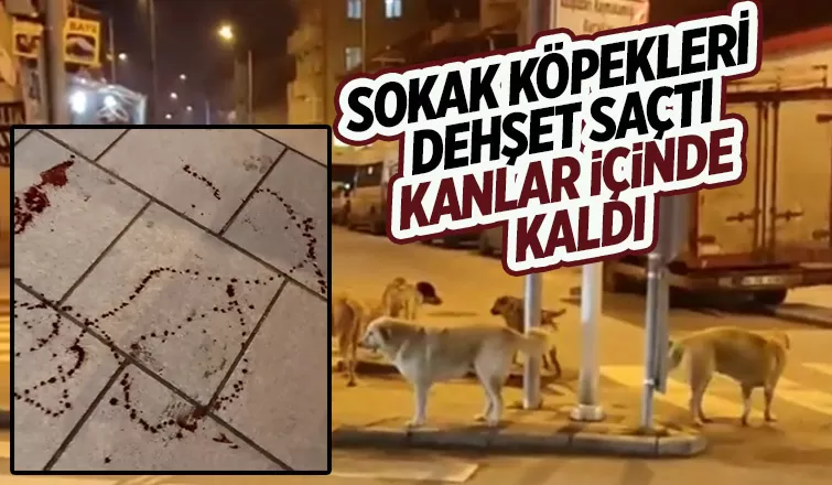 Köpekler saldırdı kanlar içinde kaldı
