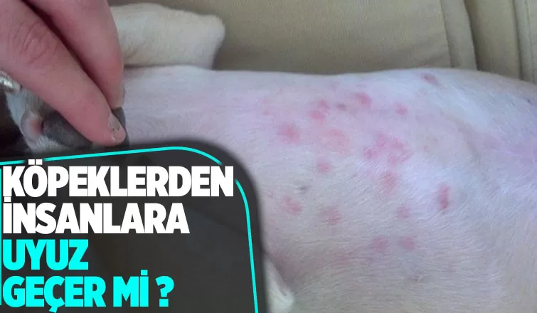 Köpeklerden insanlara uyuz geçer mi ?