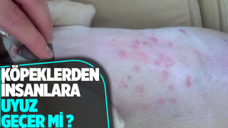 Köpeklerden insanlara uyuz geçer mi ?
