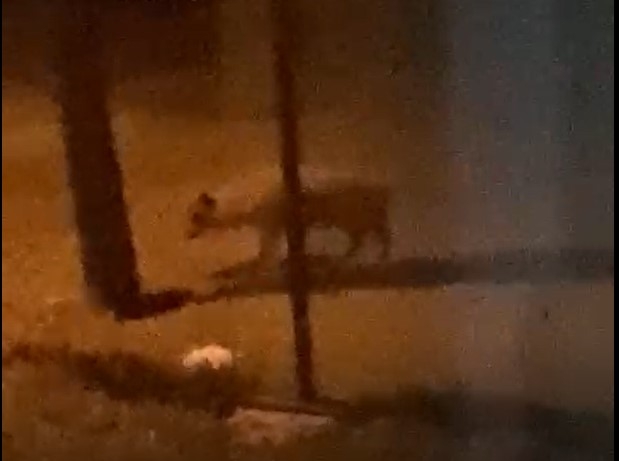 Köpeklere bıraktığı yiyeceği dağdan inen çakallar yedi