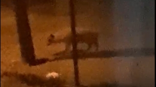 Köpeklere bıraktığı yiyeceği dağdan inen çakallar yedi