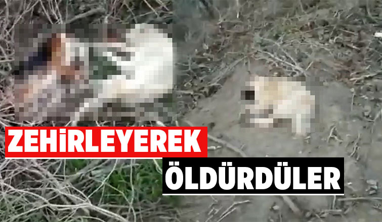 Köpekleri zehirleyerek öldürdüler