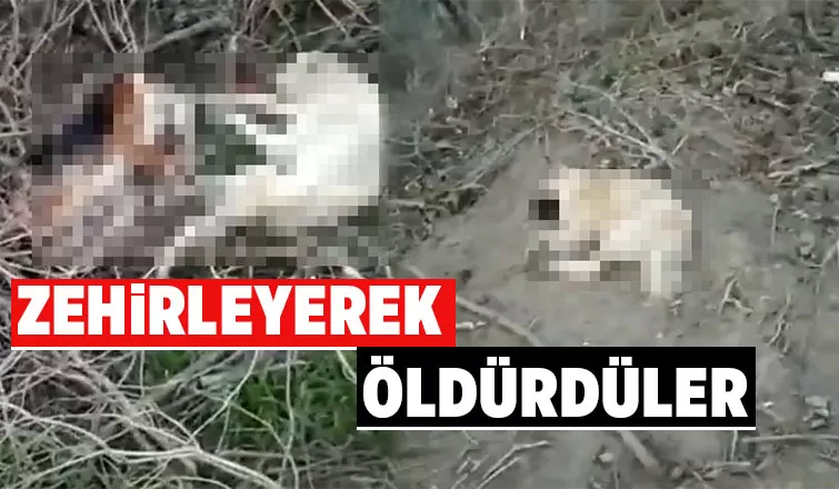 Köpekleri zehirleyerek öldürdüler