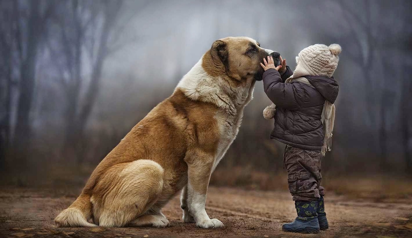 Köpeklerin farklı dilleri ayırt edebildiği belirlendi