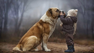 Köpeklerin farklı dilleri ayırt edebildiği belirlendi