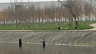 Köpeklerin korkusundan dereye kaçtılar