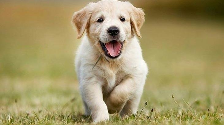 Köpeklerin ortalama 89 kelime anlayabildiği ortaya çıktı