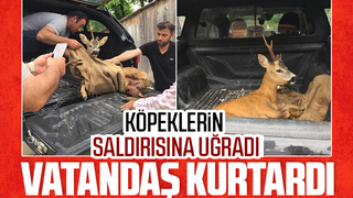 Köpeklerin saldırdığı karacayı vatandaş kurtardı