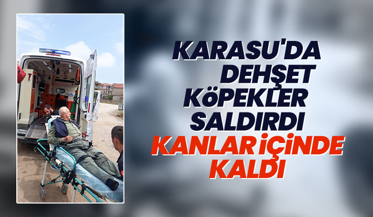 Köpeklerin saldırdığı yaşlı adam kanlar içinde kaldı