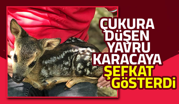 Korkan yavru karacayı böyle sakinleştirdi