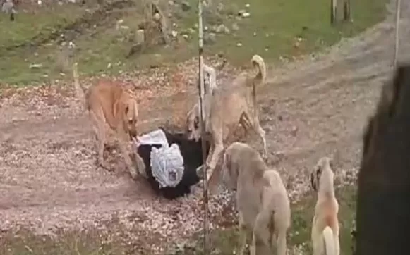 Korkunç anlar: Başıboş köpekler yaşlı kadını parçalıyordu