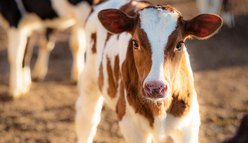 Korona bulaşan buzağılar öldü