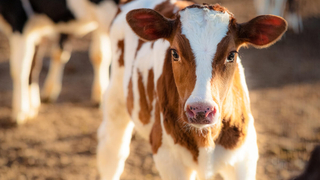 Korona bulaşan buzağılar öldü