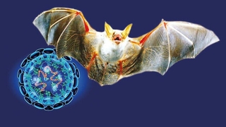 Koronaya benzeyen yeni bir virüs keşfedildi