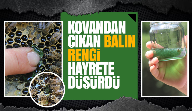 Kovanı açıp yemyeşil balı görünce şaşkına döndü
