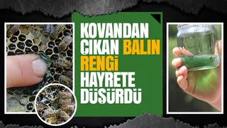 Kovanı açıp yemyeşil balı görünce şaşkına döndü