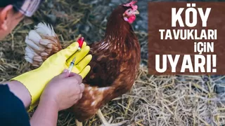 Köy tavukları için aşı uyarısı