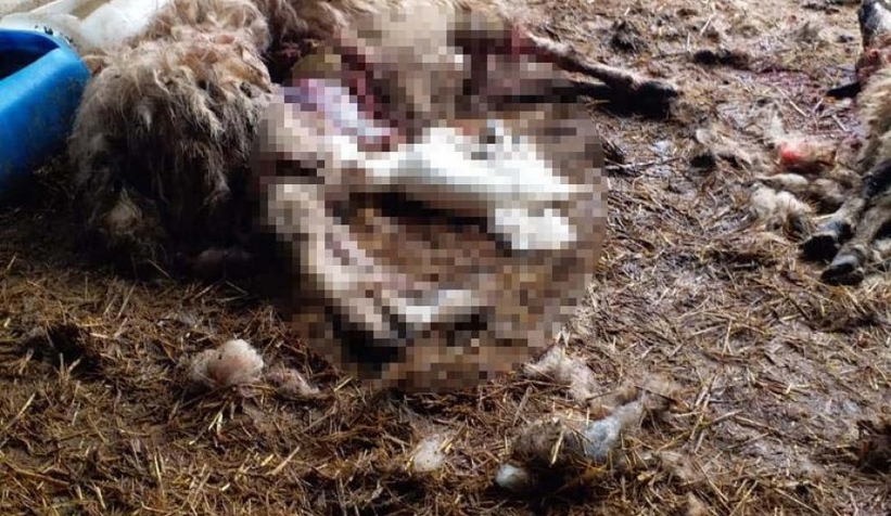 Köye inen kurtlar, 13 koyunu parçaladı