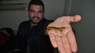 Köylünün ilk önce balık sandığı canlı bakın ne çıktı