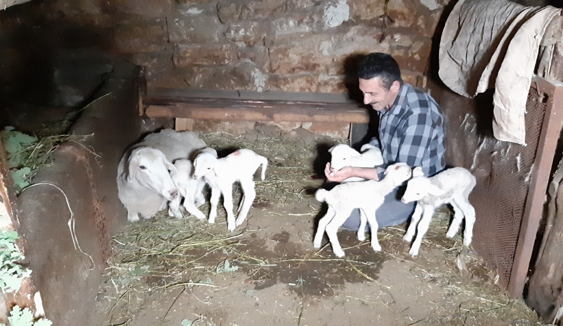Koyun beşiz doğurdu