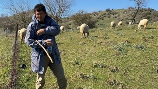 Koyun güderek 1000 dönüm arazi satın aldı
