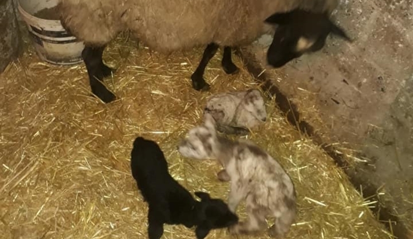 Koyun tek batında 4 kuzu doğurdu