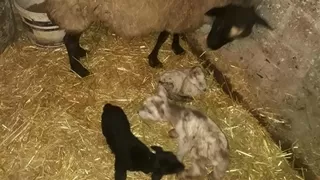 Koyun tek batında 4 kuzu doğurdu