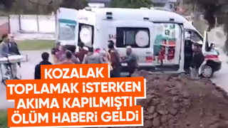 Kozalak toplamak isterken öldü