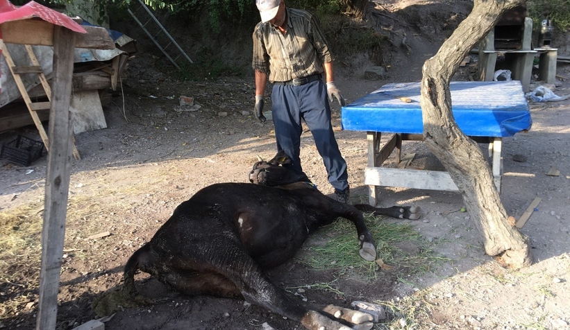 Küflenmiş kuru ekmek yiyen inekler çatlayıp telef oldu
