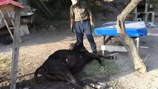 Küflenmiş kuru ekmek yiyen inekler çatlayıp telef oldu