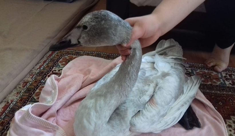 Kuğuyu vurdular, bulunmasaydı ölecekti