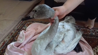 Kuğuyu vurdular, bulunmasaydı ölecekti