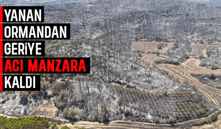 Küle dönen ormanlar havadan görüntülendi