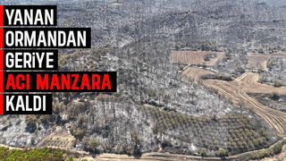 Küle dönen ormanlar havadan görüntülendi