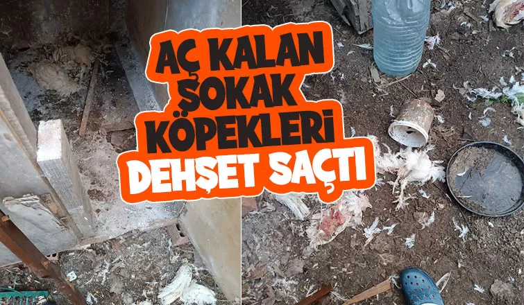 Kümese giren sokak köpekleri tavukları telef etti