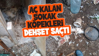 Kümese giren sokak köpekleri tavukları telef etti