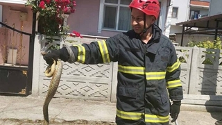 Kümese giren yılanı itfaiye çıkardı