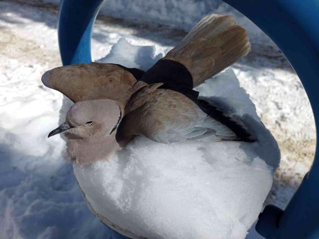 Kumru donarak öldü