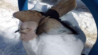 Kumru donarak öldü