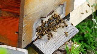 Kuraklık arıların dengesini değiştirdi: Kovanlarından çıktılar