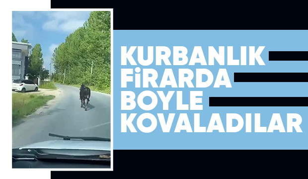 Kurbalık boğa firarda; Arabayla kovaladılar
