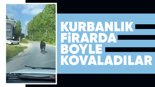 Kurbalık boğa firarda; Arabayla kovaladılar