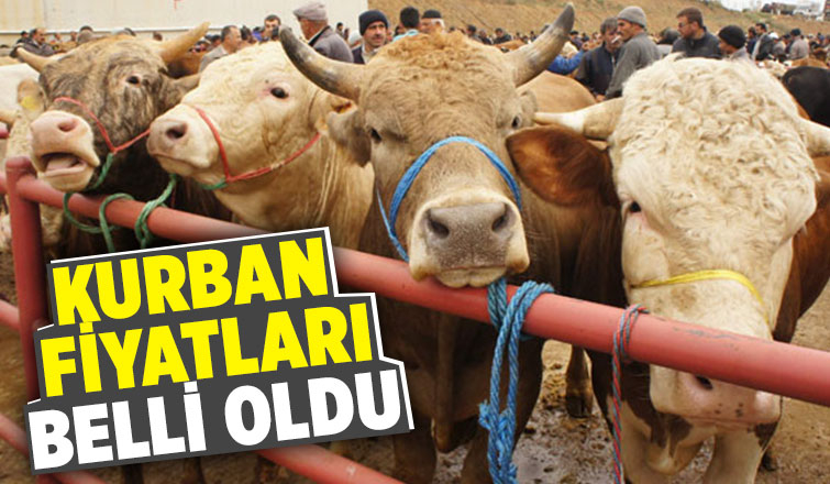 Kurban alacaklar dikkat; işte fiyatlar