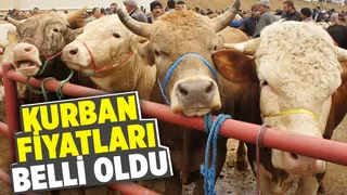 Kurban alacaklar dikkat; işte fiyatlar