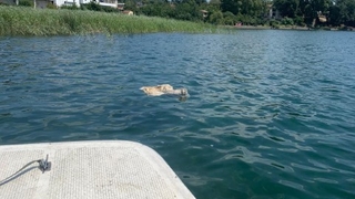 Kurban atıklarını Sapanca Gölü'ne attılar